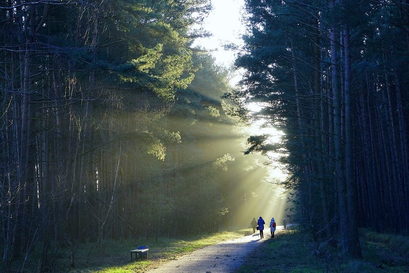 Nature Scavenger Hunt